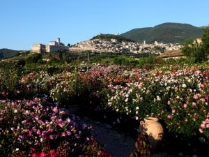 Spello e Assisi - Umbria in bloom